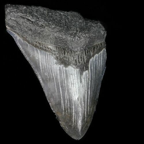 Partial, Serrated Megalodon Tooth - Georgia #56692